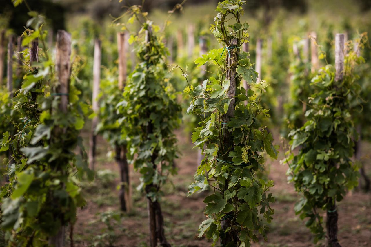 Capofaro Locanda & Malvasia Malfa  Zewnętrze zdjęcie